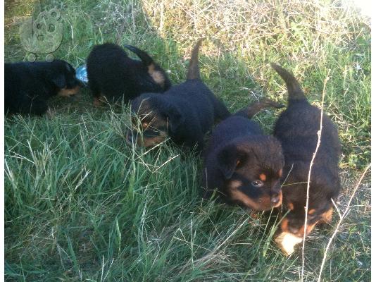 PoulaTo: Κουτάβια Rottweiler
